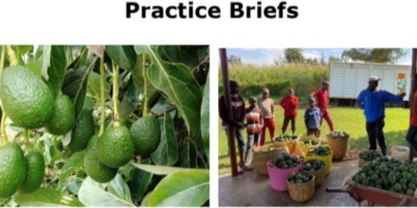 Avo Screenshot 2025 07 09 120538