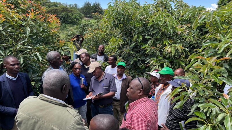 Transforming Avocado Farming: Kenyan Farmers Unite for Knowledge Exchange