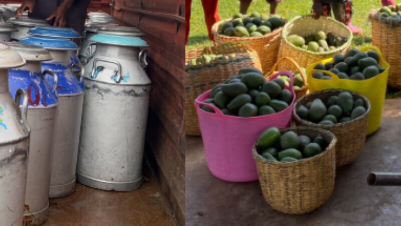 FORQLAB Friday: a dynamic afternoon at Van Hall Larenstein