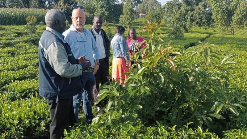 Collaboration essential for reducing food losses in avocado