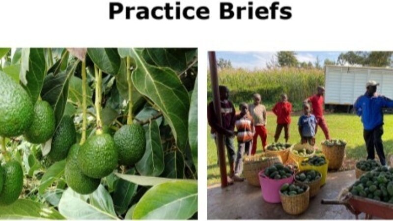 FORQLAB Practice briefs Avocados