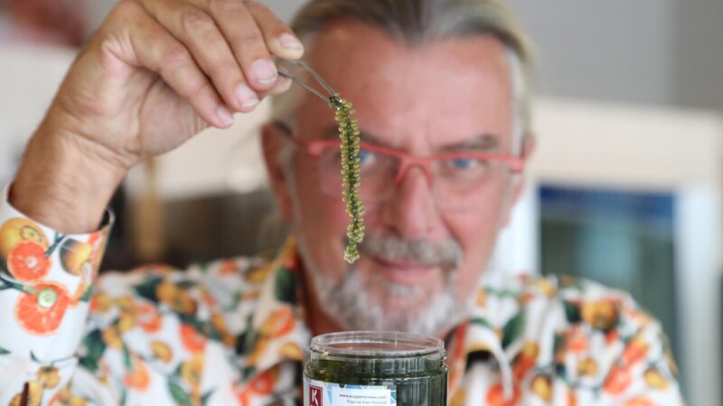 Innovating Culinary Excellence: Koppert Cress Partners with the Food Systems Innovation Challenge