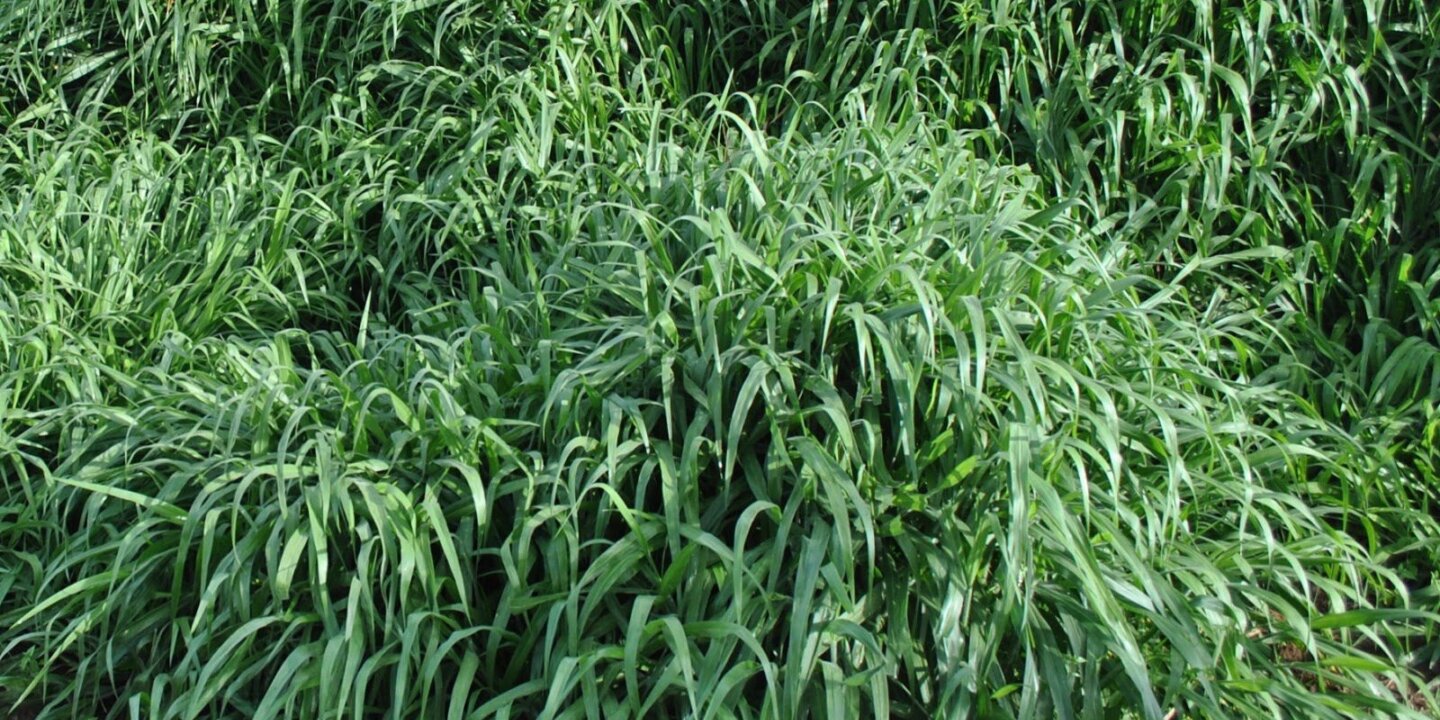 F0c93ae5 f179 3c83 c860 f921fa031315