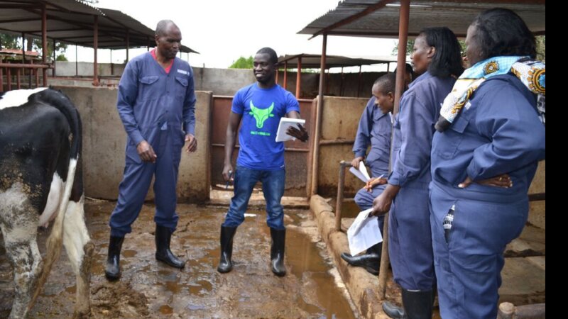 Dairy Advisory Services in Tanzania: A Snapshot of the Industry