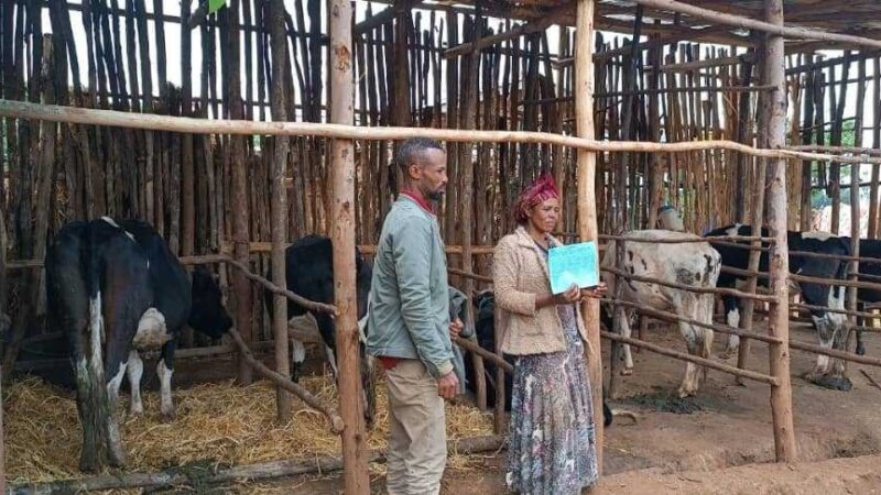 Extension Focus on the dairy lactation cycle