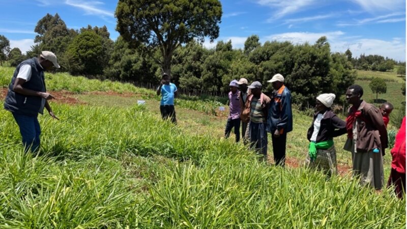 Sustainable Forage Production in Kenya