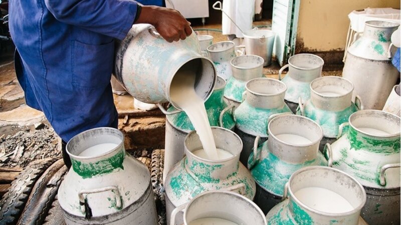 Transforming Uganda's Dairy Industry: The Quality-Based Milk Payment System
