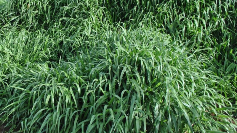 NEADAP NEWSLETTER ISSUE 2 - MARCH 2023