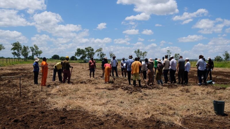 Mozambican Saline Agriculture Research and Practice