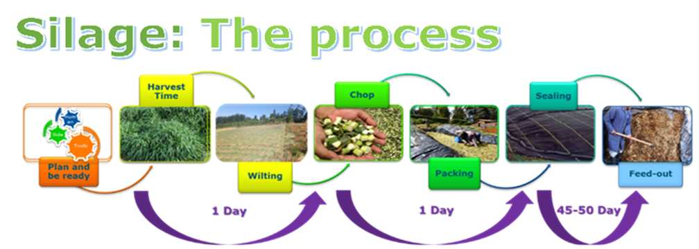 Silage Process