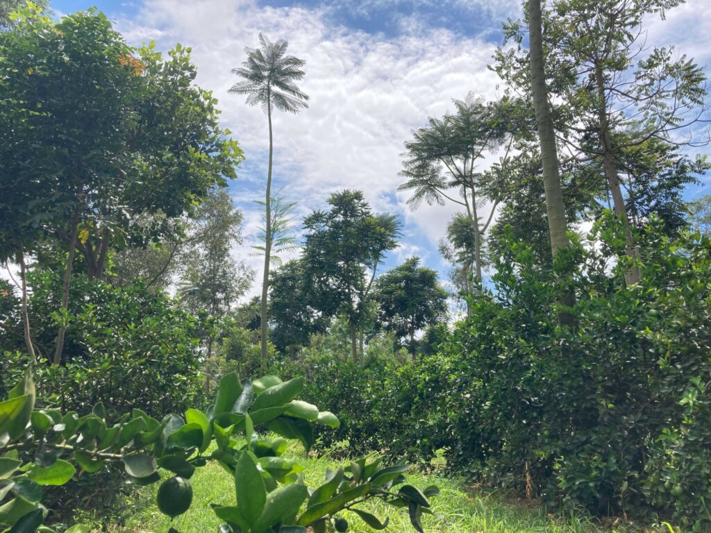 Global Network of Lighthouse Farms Rizoma Agro Brazil Picture 1