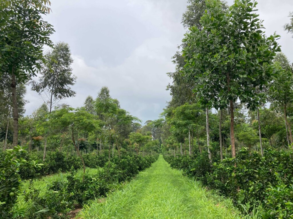 Global Network of Lighthouse Farms Rizoma Agro Brazil Picture 3