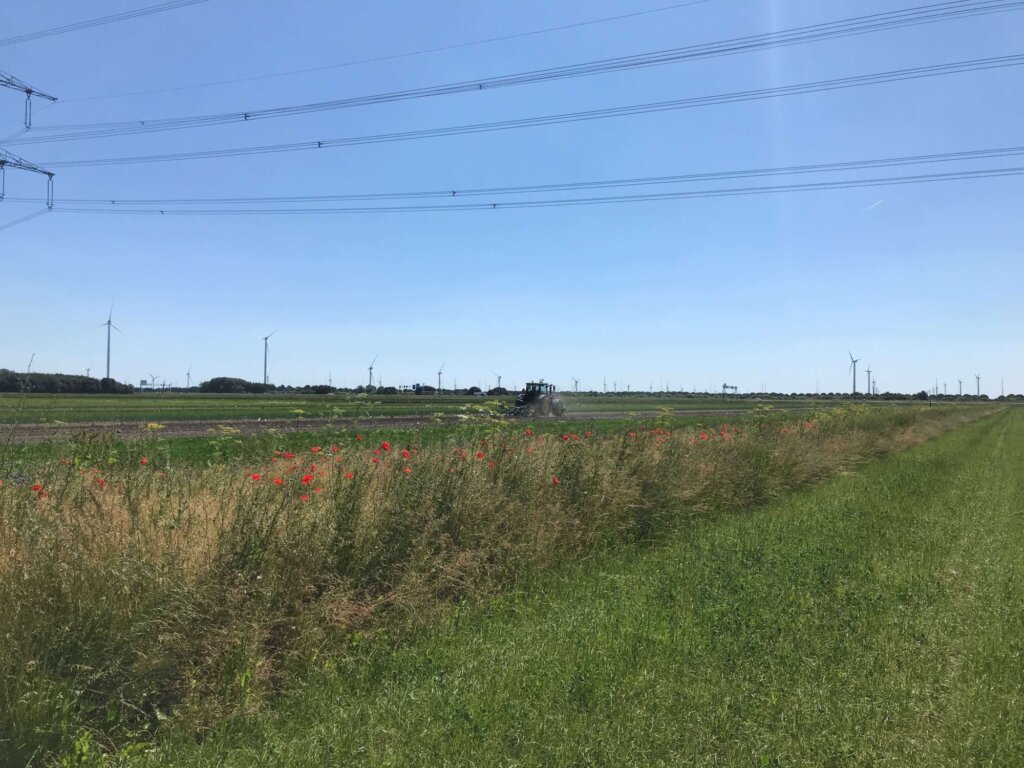 Bloemstrook 14 juni 2023 GZ 5 2