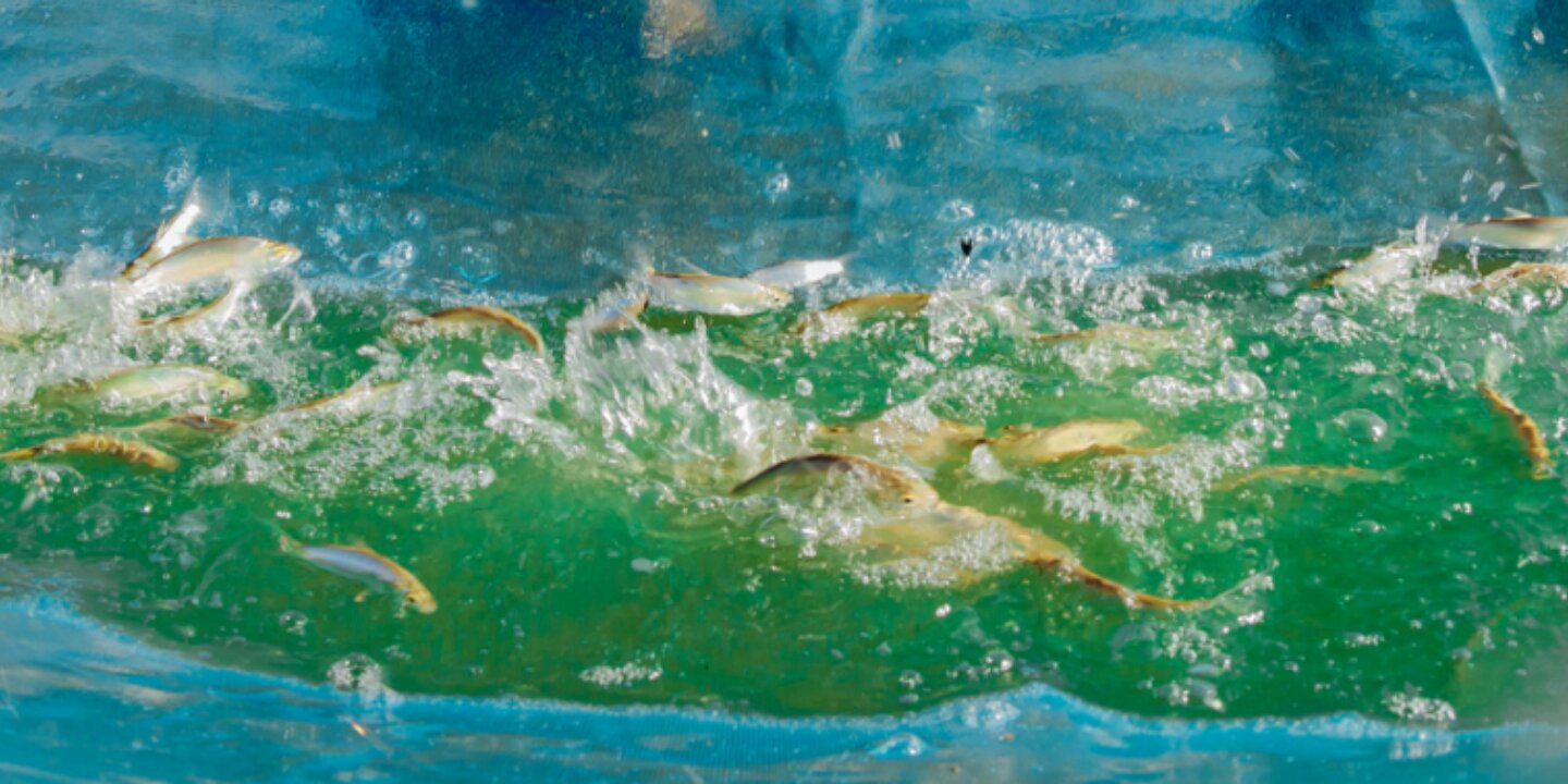 Foto NWGN rapport 241213 vissen