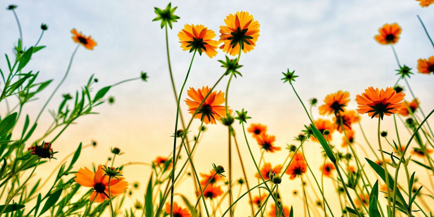 Lee DK7msq OZ9f I unsplash