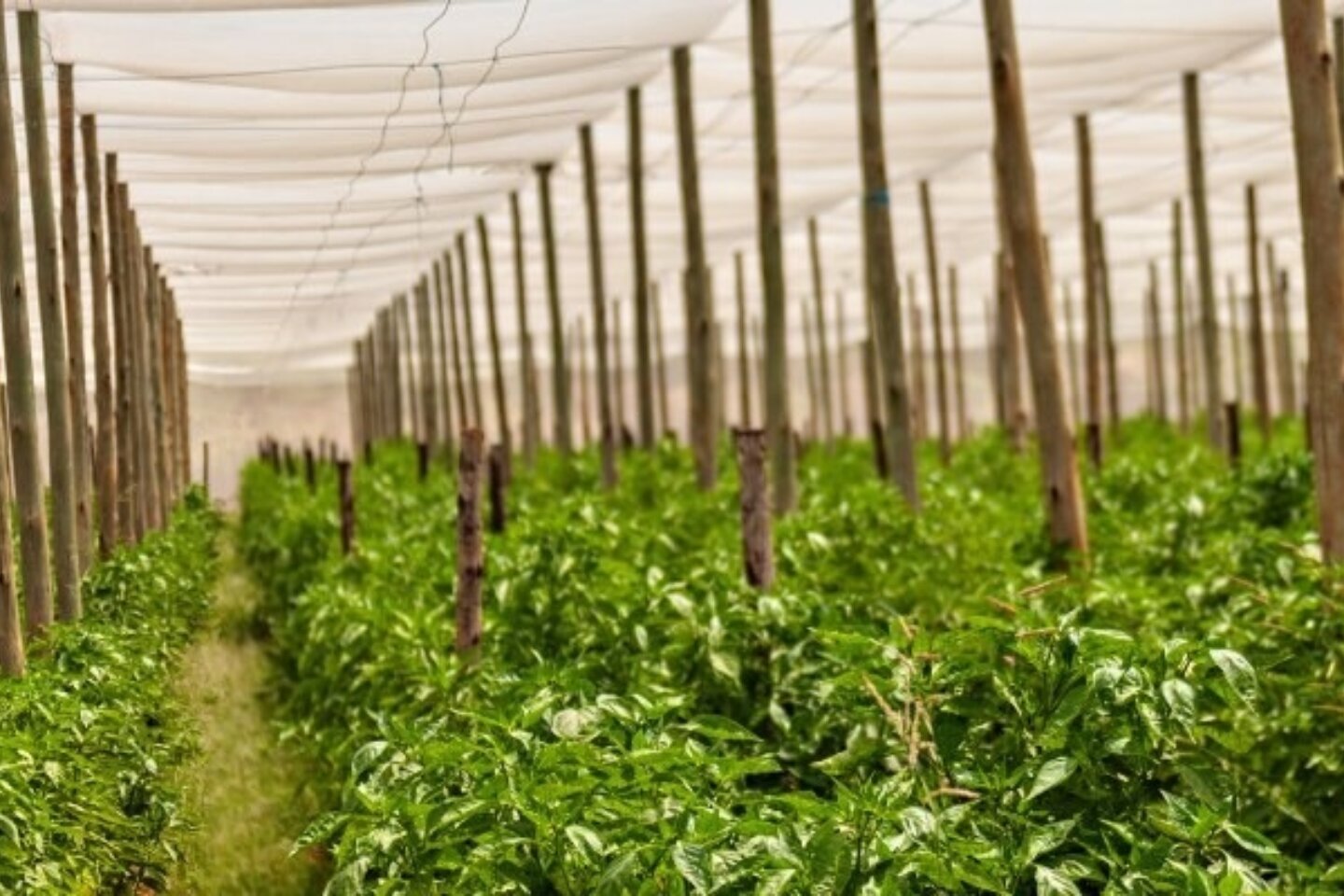 Food Systems Innovation Challenge