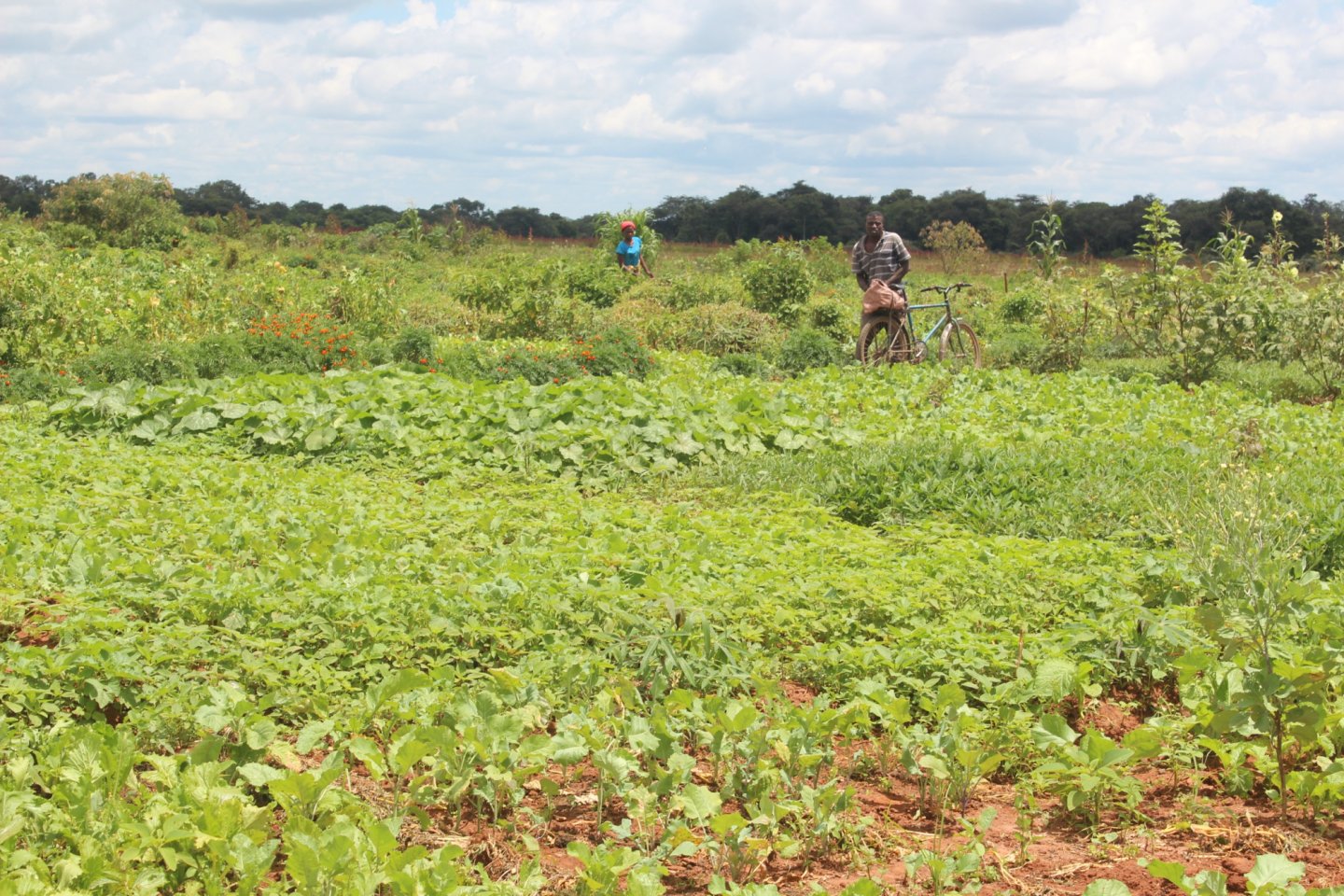 Food Systems in global climate policy