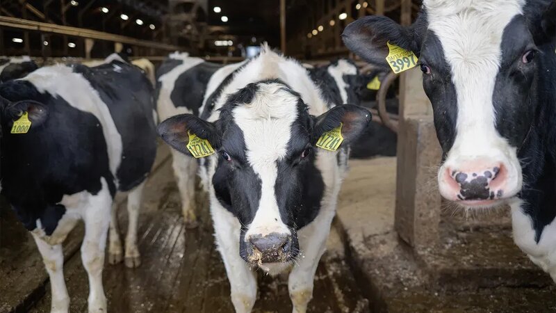 Dairy Development in emerging economies: A motor for sustainable and healthy growth?