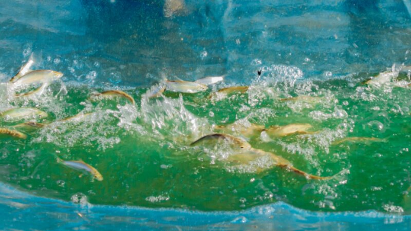 Animal-sourced foods in low- and middle-income countries: Pathways to Nutrition and Sustainability