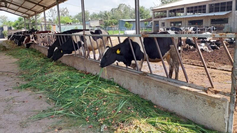 Ethiopian’s Dairy Sector:  A Developing Industry with Auspicious Investment Prospects