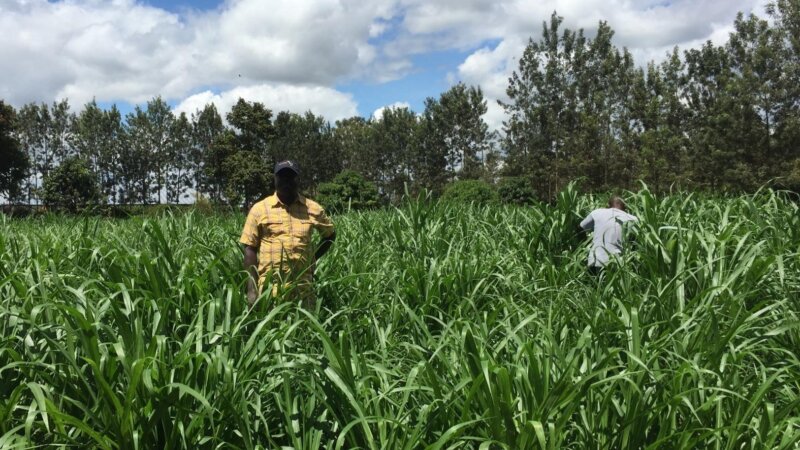Regional Dairy Policy Brief East Africa’s Forage Sub-Sector