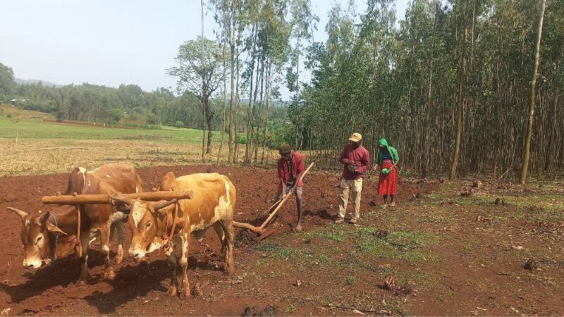 From the Cart to the Milk: A Transformative Journey in Ethiopian Dairy Farming