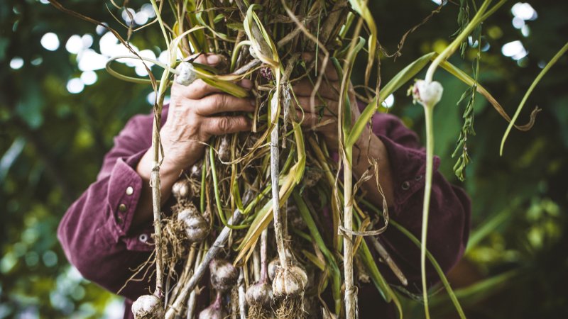 Stakeholders' contribution to the UN Food Systems Summit follow-up