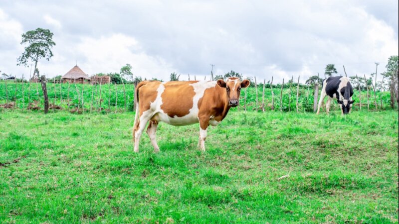 NEADAP’s Position on Dairy Development in East Africa