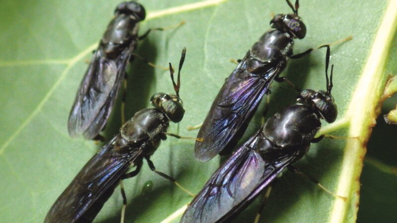 Power of Collaboration: BSF Association Kenya