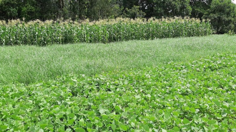 Sustainable Forage Production in Ethiopia