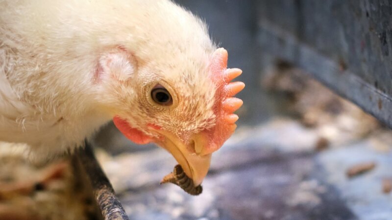 Black soldier fly production for animal feed in Ethiopia
