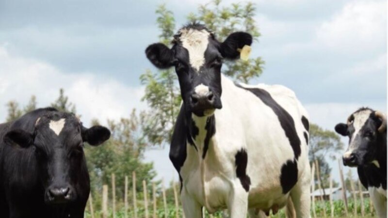 Kenya’s Breeding Sector: Bridging Knowledge Gaps for Dairy Success