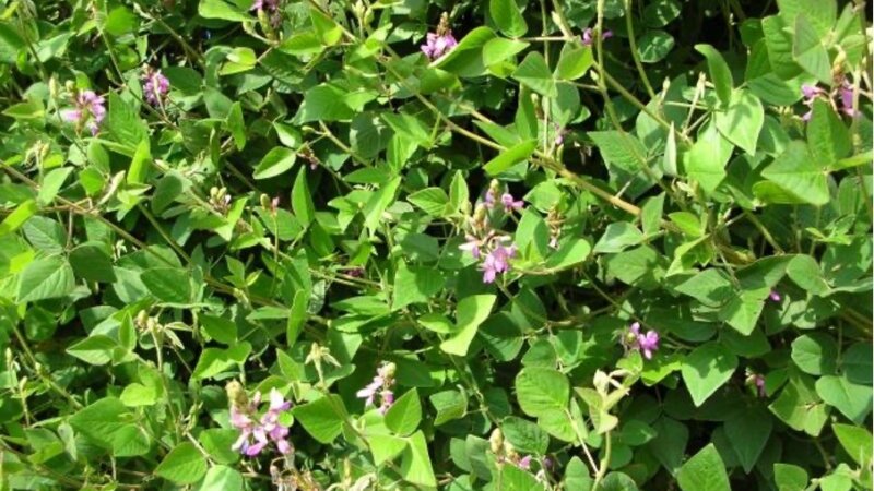 Recommended Forages: unlocking the potential of legumes