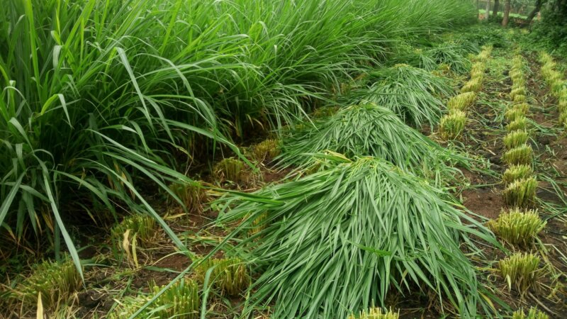 Year-Round Access to Quality Feeds