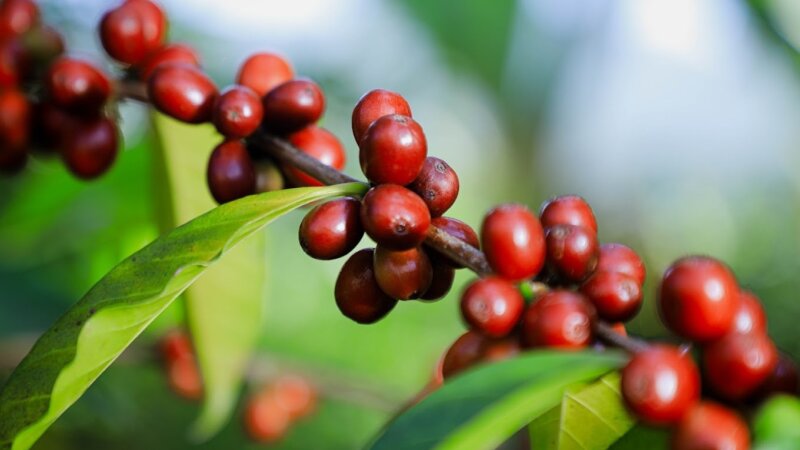 It takes many to function