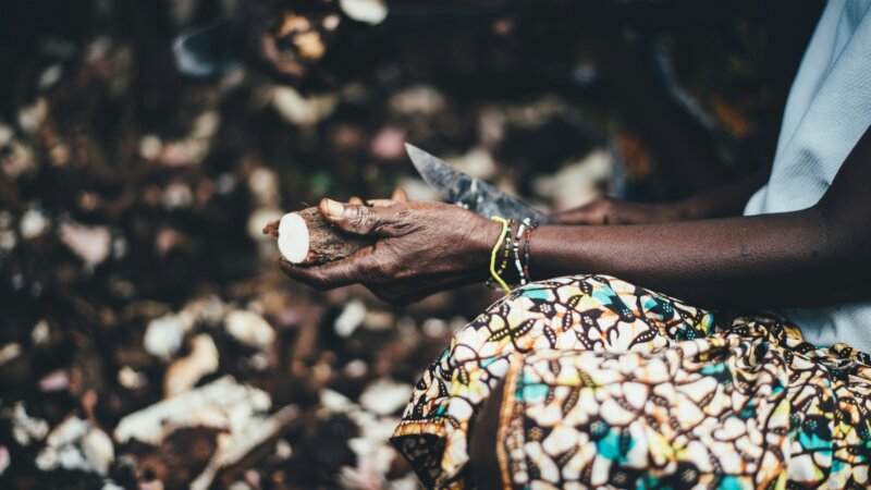 Cassava Peels for Animal Feed