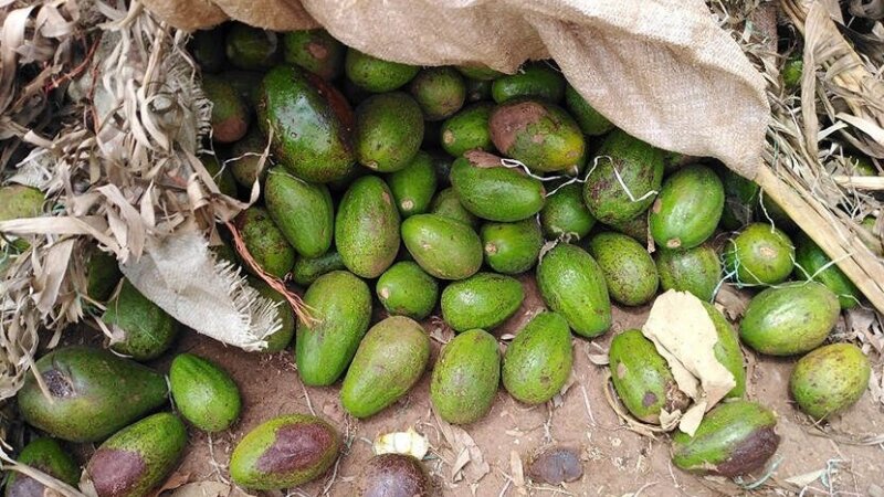 Food losses in Kenya create opportunities for Dutch entrepreneurs