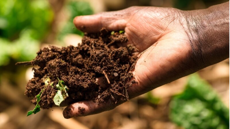 Is Healthy soil the backbone of Food Safety?