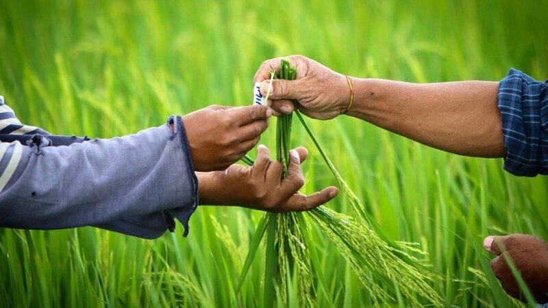 Call open for Senior Experts: transformation of global food, land, and water systems with CGIAR