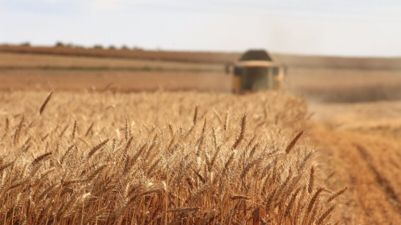 The world is precariously dependent on just a handful of staple food crops – we must diversify
