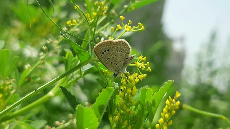 [closed] We’re Hiring: Consultant for Biodiversity & Food Systems