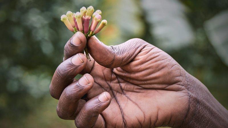 Ag4Dev49: Special issue on biodiversity and food systems