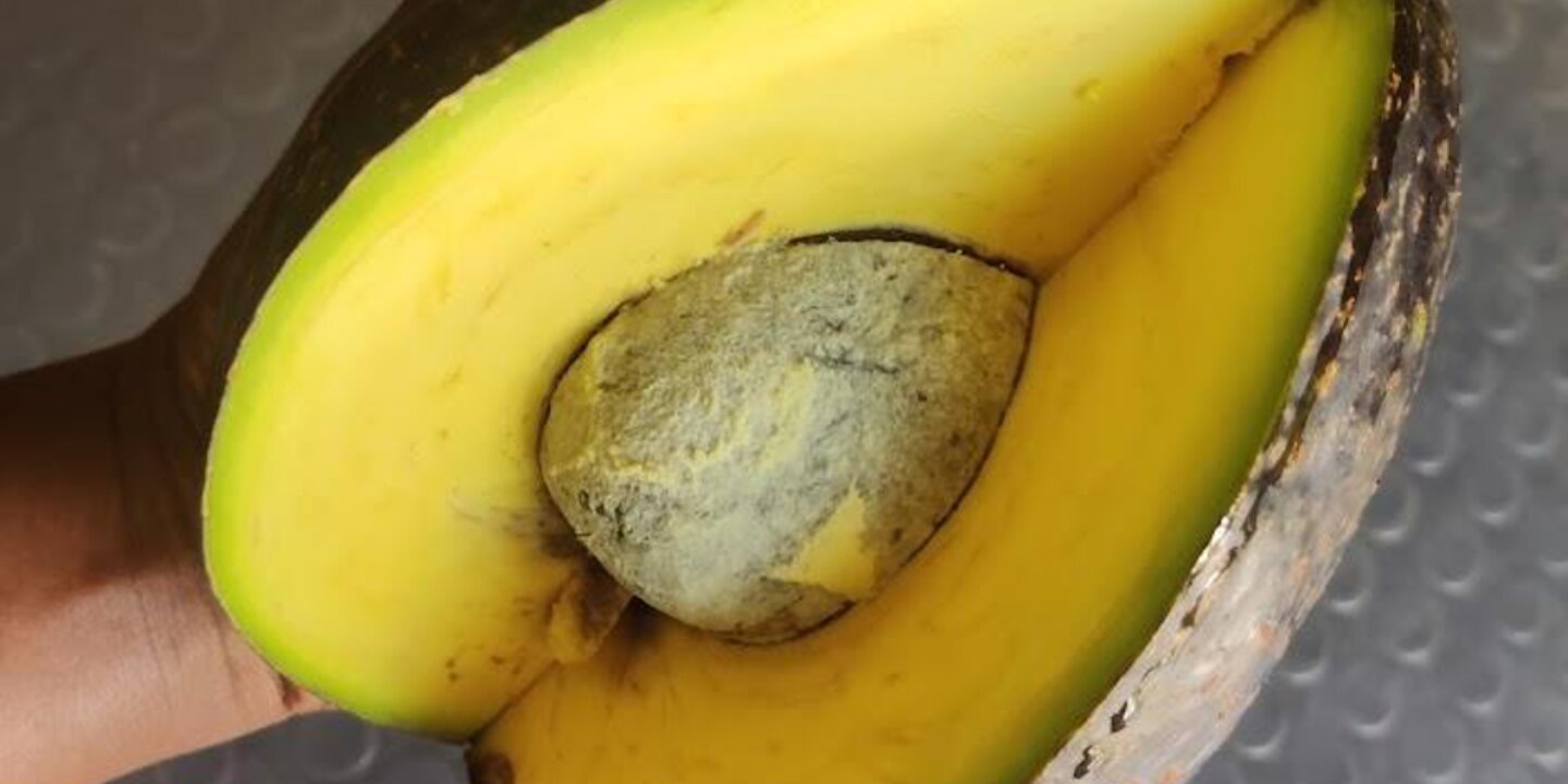 Avocado seed mental model