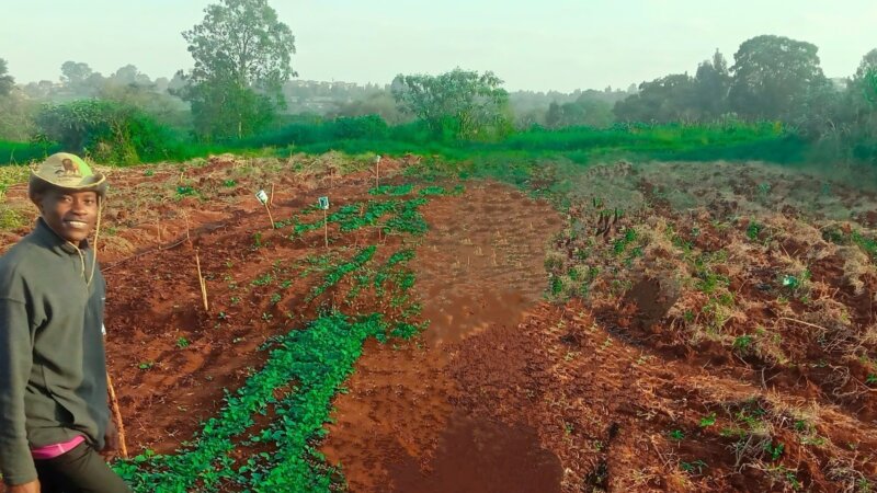 Rooted in Resilience: Agroecology as Pathway to Sustainable Food Systems