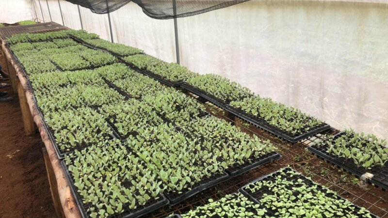 Cultivating resilient cities: transforming urban and peri-urban agriculture