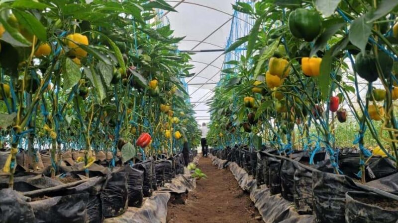 Navigating the crossroads of food systems, finance, and sustainability