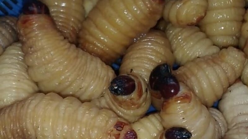 E-course FST blog: What if you were offered a bowl of insects?